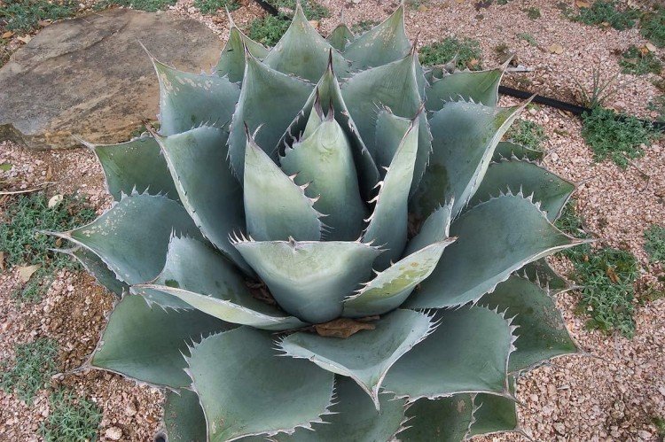 Агава – фото