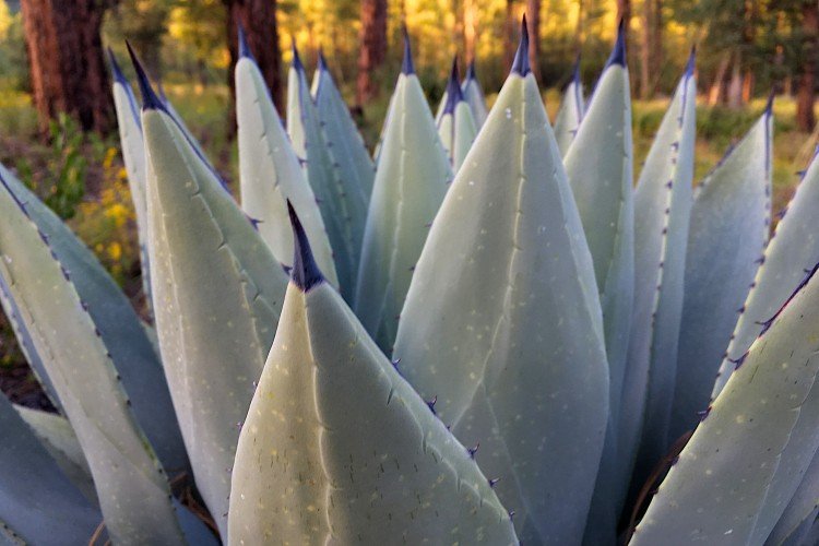 Агава – фото