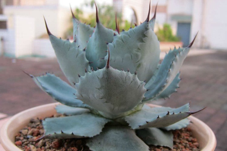 Агава Потаторум