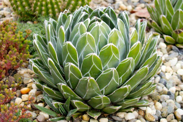 Агава королевы Виктории