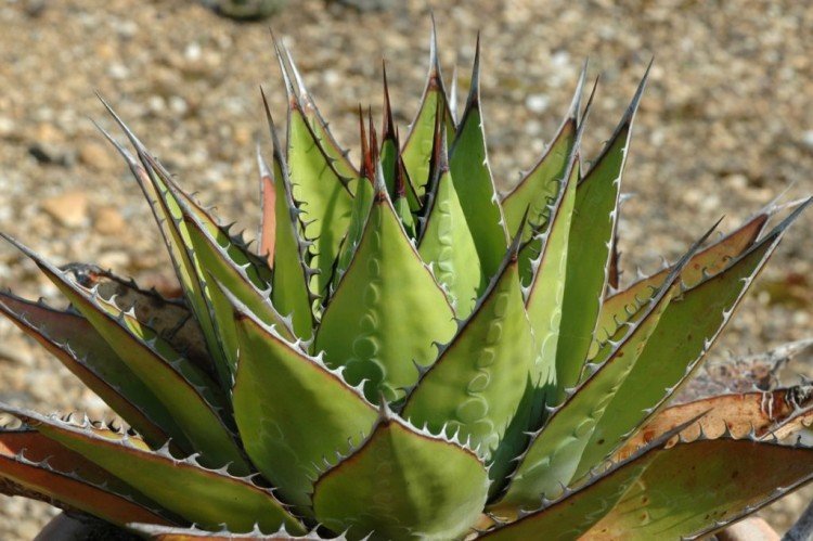 Страшная агава