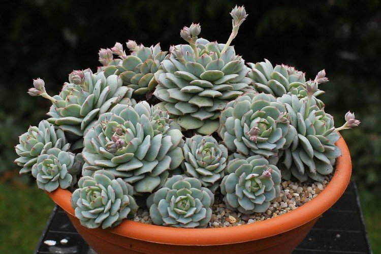 Эхеверия (50 фото): виды, посадка и уход в домашних условиях