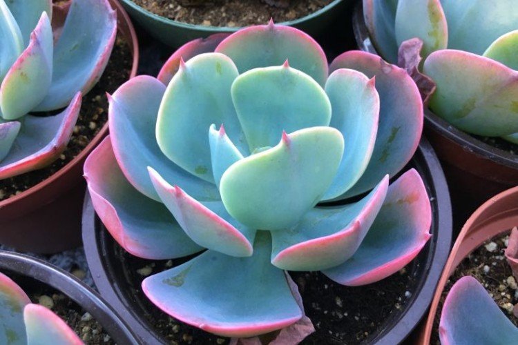 Удобрения и подкормка