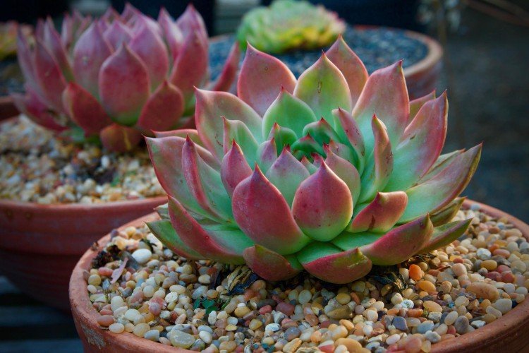 Агавовидная эхеверия