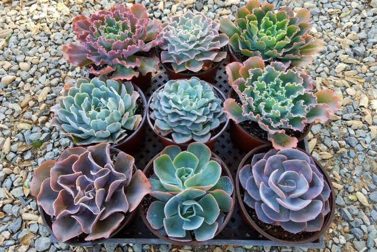 Эхеверия – фото