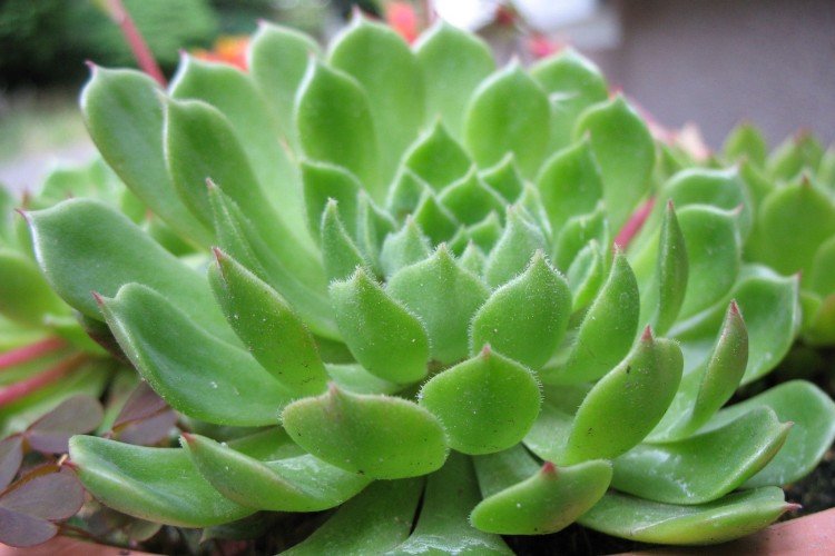 Эхеверия – фото