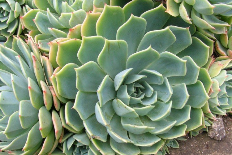 Эхеверия – фото