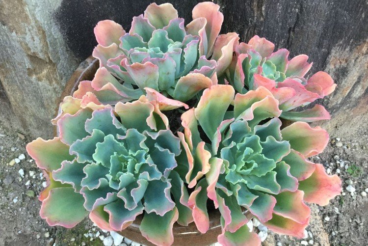 Эхеверия – фото