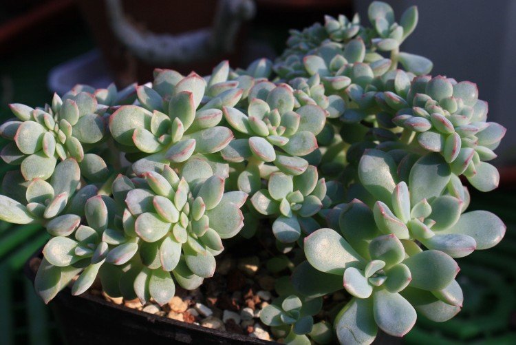 Эхеверия – фото