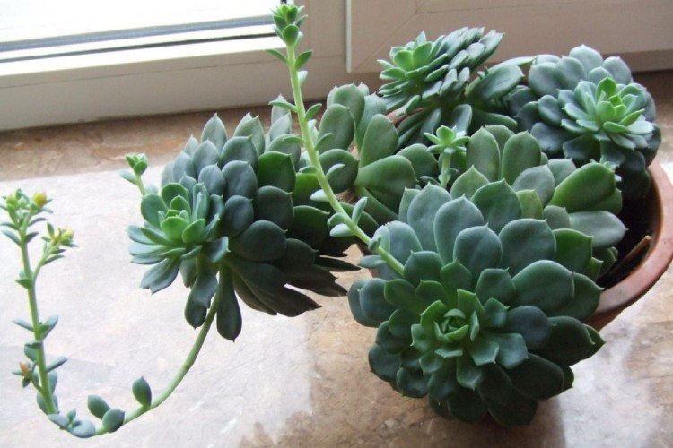 Эхеверия – фото