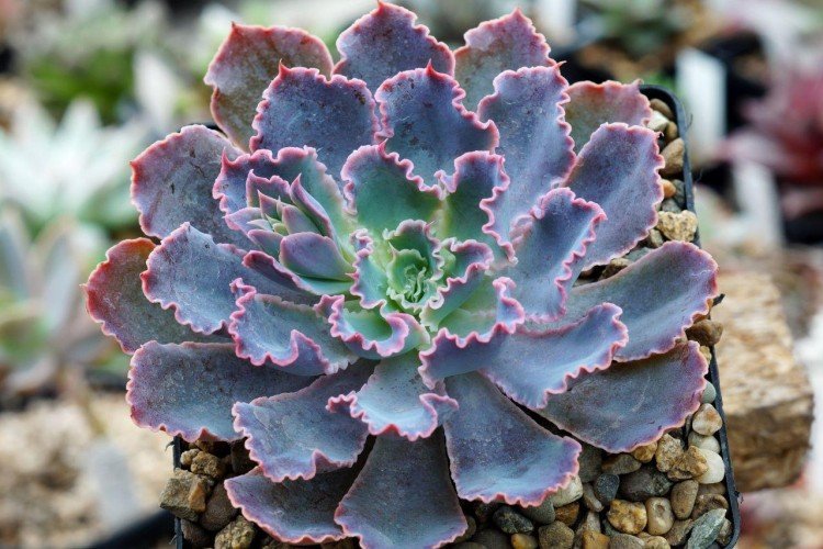 Эхеверия – фото