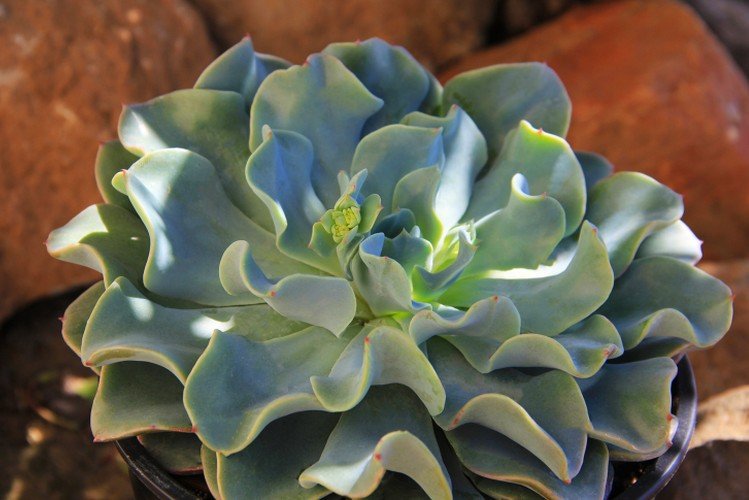 Эхеверия – фото