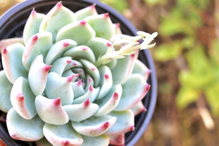 Эхеверия – фото