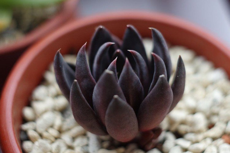 Эхеверия Аффинис