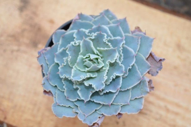 Металлоцветковая эхеверия