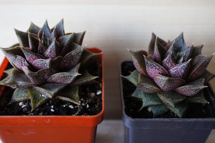 Багряная эхеверия