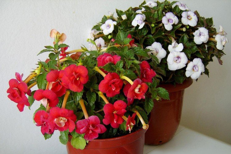 Ахименес весной