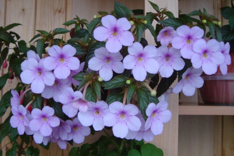 Ахименес – фото