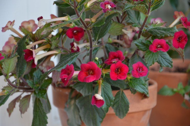 Ахименес – фото