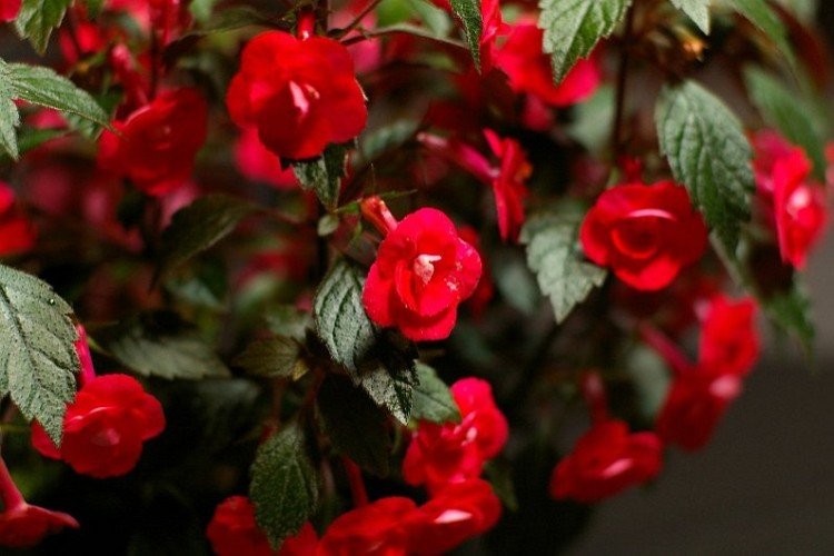 Ахименес – фото