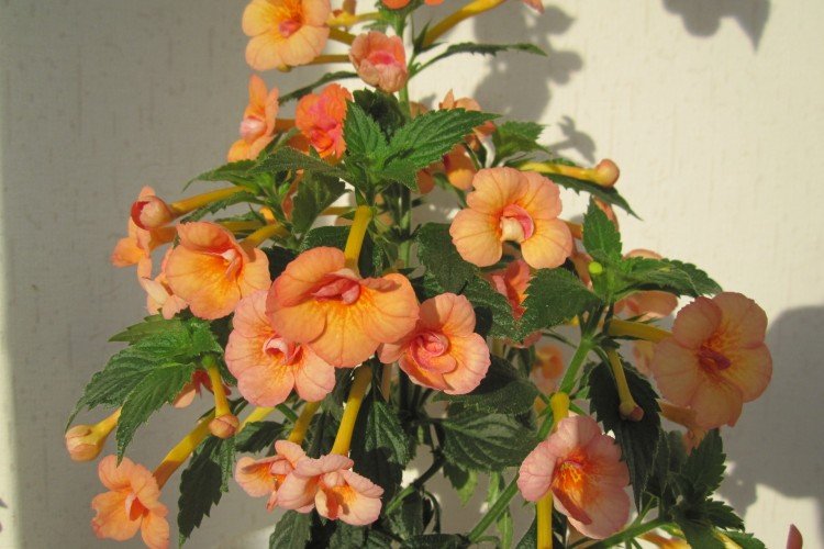 Ахименес – фото