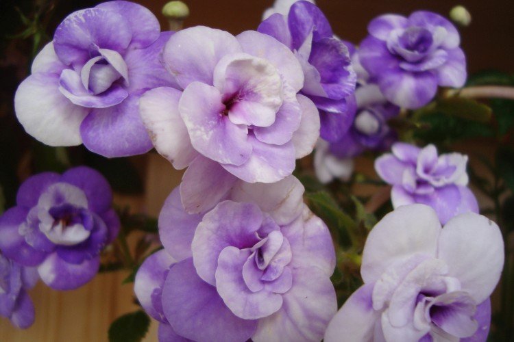 Ахименес – фото