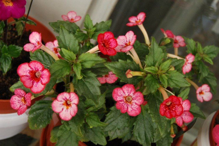 Ахименес – фото