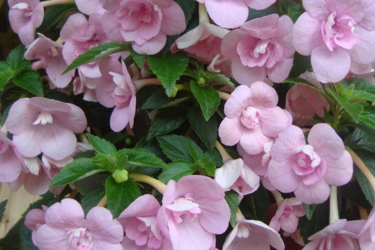 Ахименес – фото