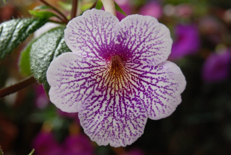 Гибридный ахименес