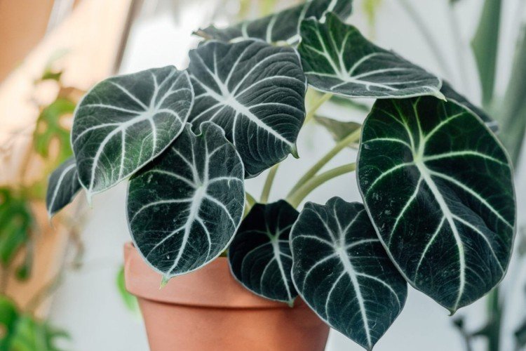 Общая информация