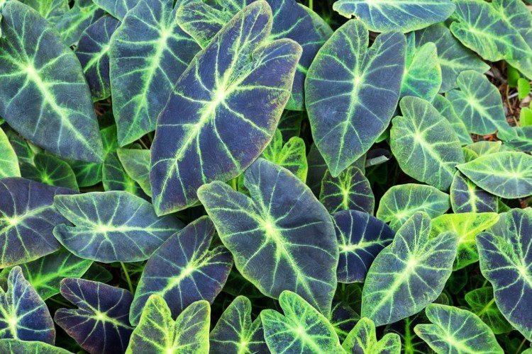 Алоказия – фото