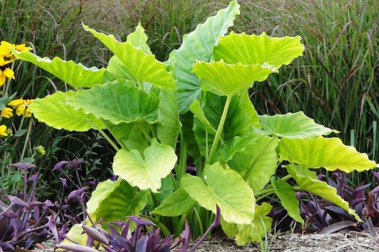 Крупнокорневая алоказия