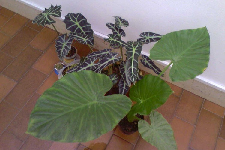 Алоказия – фото