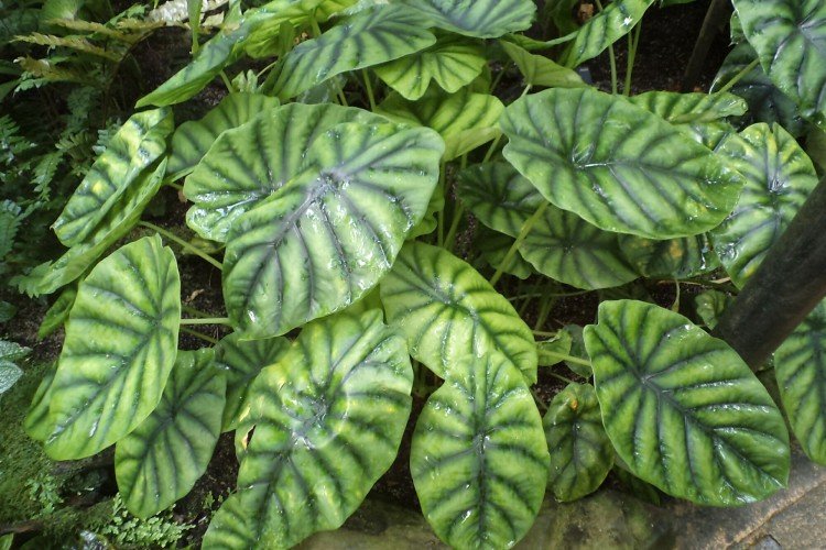 Алоказия – фото