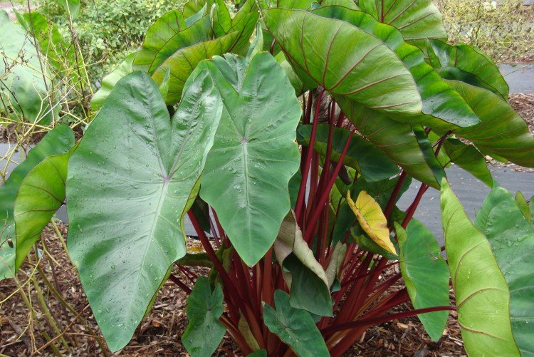 Алоказия – фото