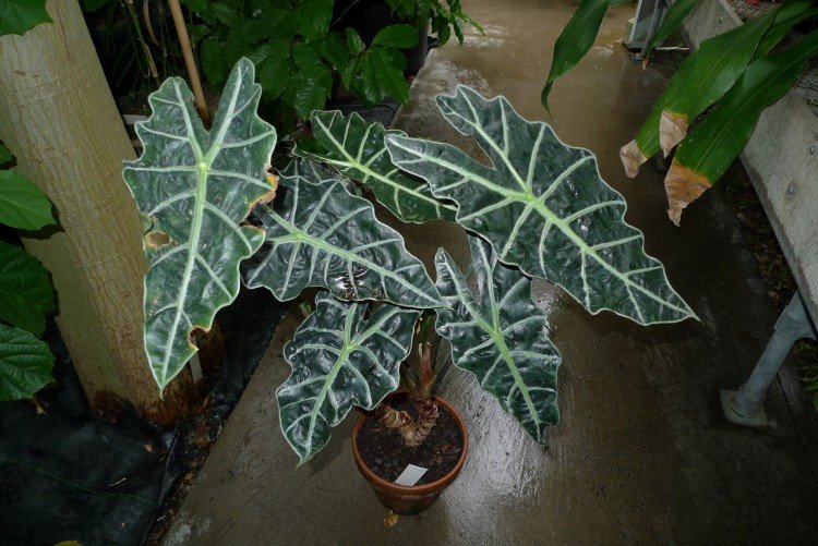 Алоказия – фото