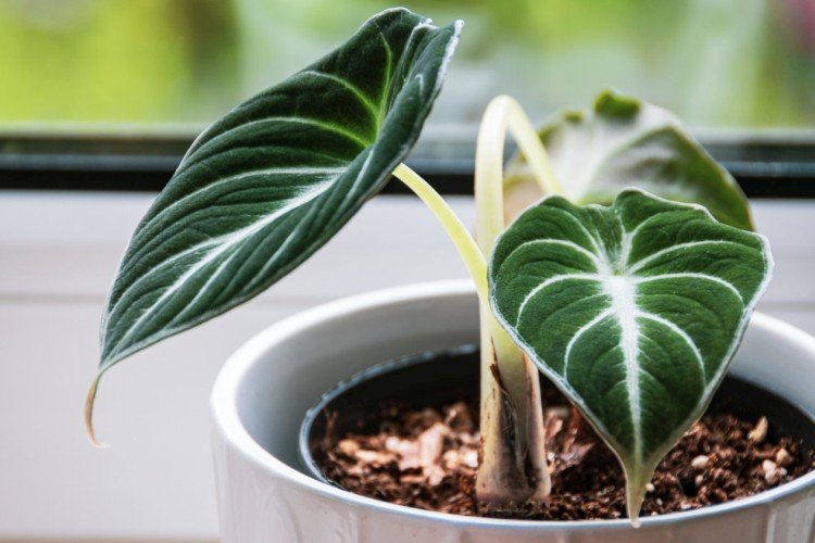 Алоказия – фото