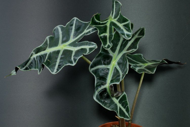 Алоказия – фото