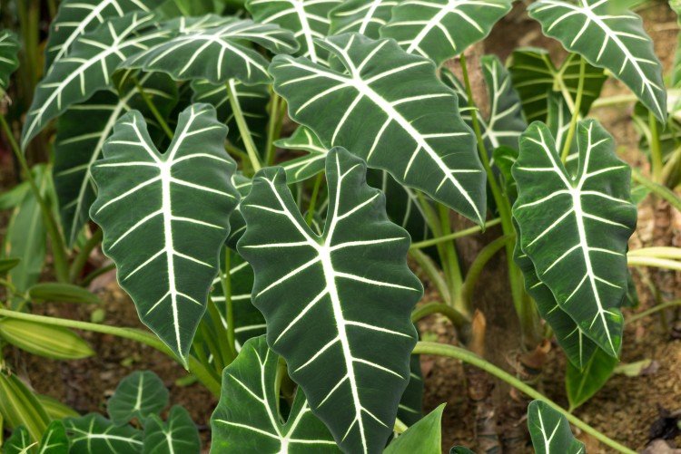 Алоказия – фото