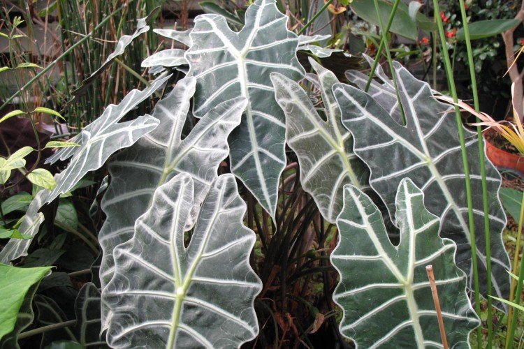 Алоказия – фото