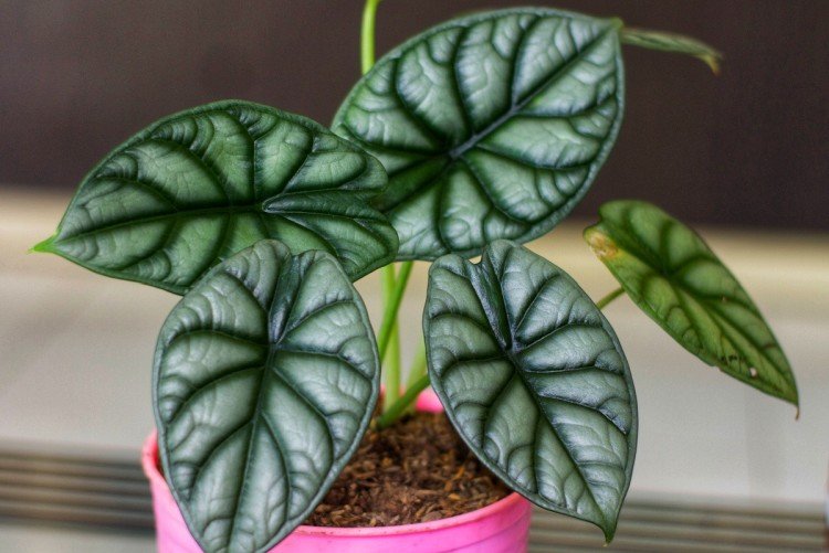 Алоказия – фото