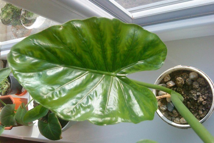 Алоказия – фото