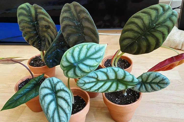 Алоказия – фото