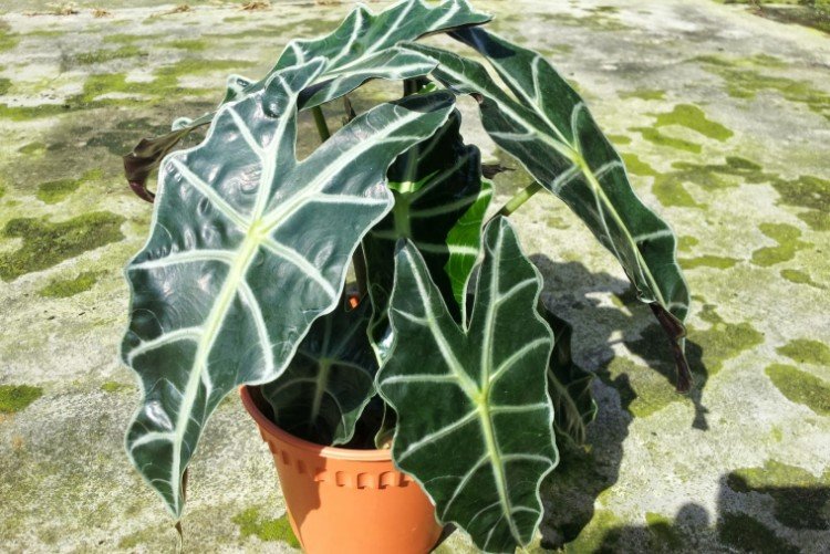 Амазонская алоказия