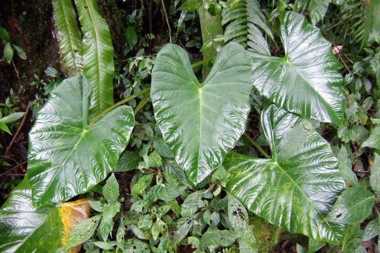 Клобучковая алоказия