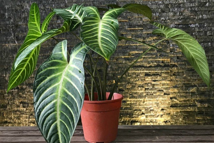 Температура