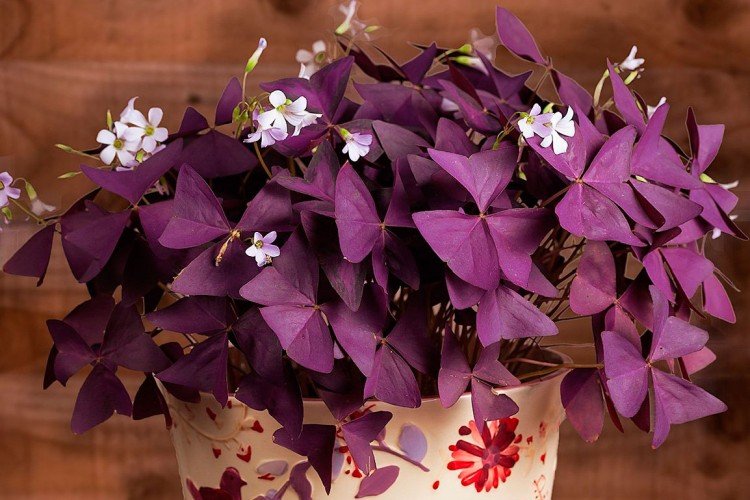 Кислица (60 фото): виды, выращивание и уход в домашних условиях