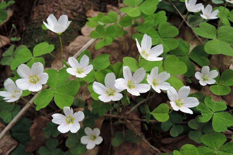 Удобрения и подкормка