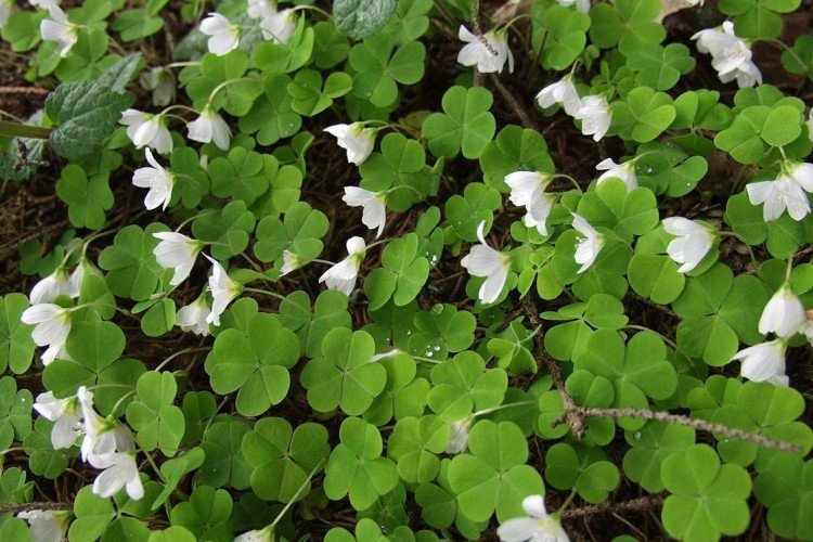 Кислица – фото