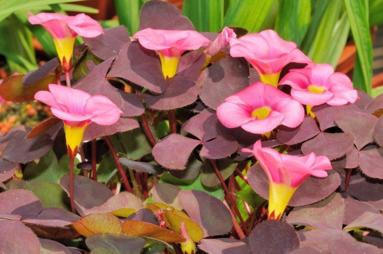 Кислица – фото